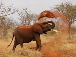 In 20 anni ceduti a società straniere 35 milioni di ettari di terra