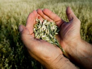 Le Marche scommettono sul biologico. Tre anni per il primato europeo