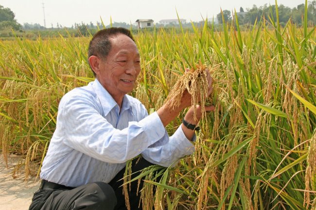 Yuan Longping, l’inventore del ‘riso ibrido’ che ha sfamato il paese
