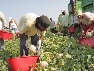 Dava farmaci stupefacenti ai migranti per sopportare il lavoro nei campi