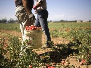 In Puglia Emiliano vieta il lavoro nei campi nelle ore più