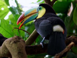 Il principale problema dell’Amazzonia è la deforestazione?