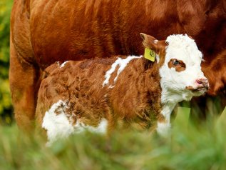 L’agricoltura biologica? Una moda (in parte) irrazionale