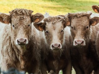 I colossi della carne inquinano più della Germania