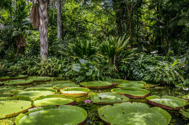 La foresta amazzonica emette più CO2 di quanto riesca ad assorbirne