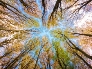 Forse dobbiamo piantarla di piantare alberi a caso