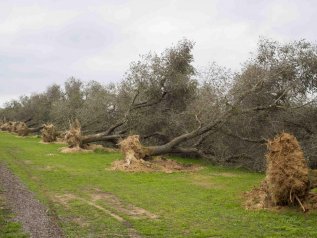 Xylella, i cani scoveranno il batterio killer