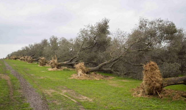 Xylella, i cani scoveranno il batterio killer