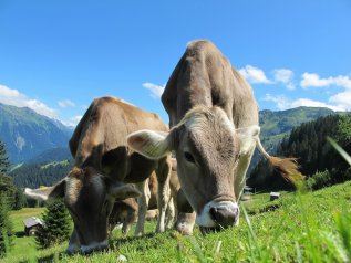 ‘Realtà virtuale’, le mucche credono sia estate e producono più latte