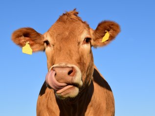 Lo stop alla produzione di carne potrebbe salvare il Pianeta
