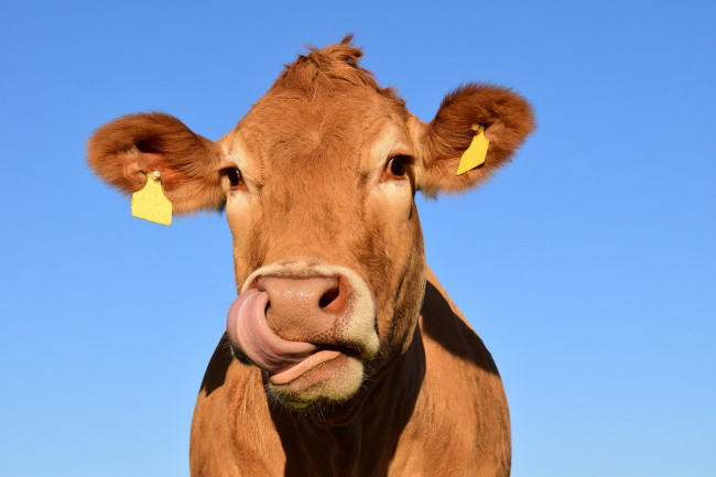Lo stop alla produzione di carne potrebbe salvare il Pianeta