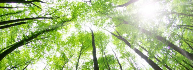 Caracas distrugge le foreste per andare alla ricerca di oro