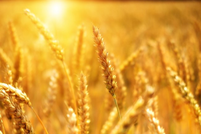 Grano, 2,5 miliardi di persone dipendono da 3 paesi esportatori
