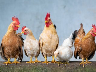 Da Gates Foundation e Qatar 200 mln per creare la ‘gallina adattiva’