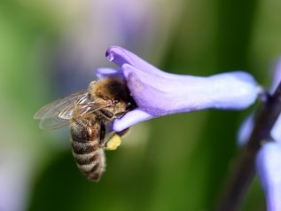 Produzione alimentare in crisi per l’estinzione degli impollinatori