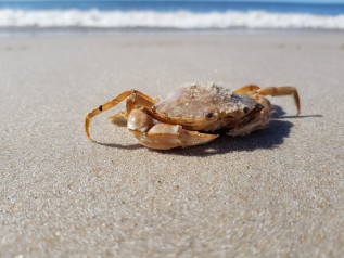 La lezione dei frutti di mare: ecco come Putin aggira le sanzioni