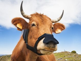 La mascherina che intrappola il metano quando le mucche digeriscono