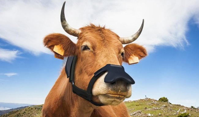 La mascherina che intrappola il metano quando le mucche digeriscono