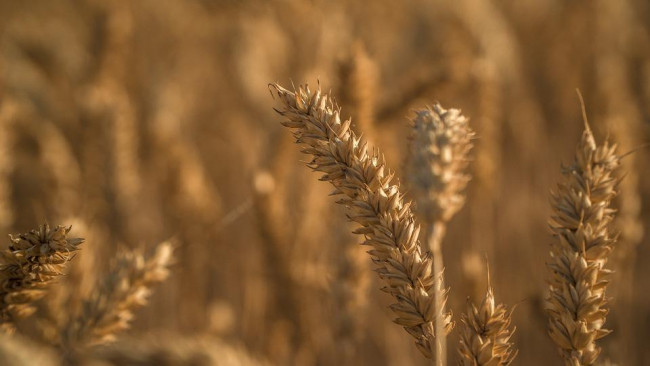 Alimentazione, l’inattesa rivincita degli Ogm