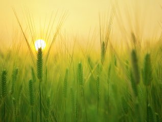 Il ricatto di Mosca: “Il grano partirà solo se verranno tolte le sanzioni”