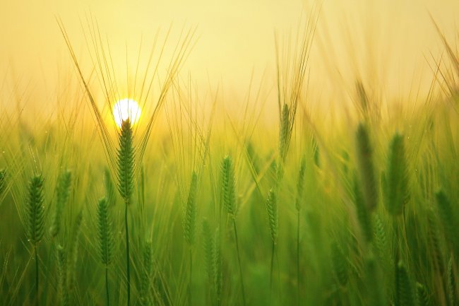 Il ricatto di Mosca: “Il grano partirà solo se verranno tolte le sanzioni”