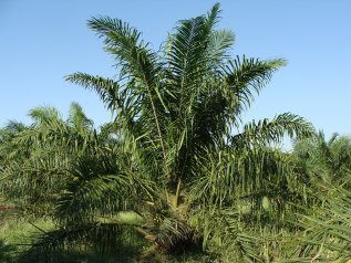Una nuova immagine green per i produttori di olio di palma?
